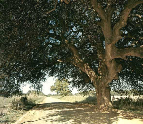 Matrimonial Oak-1969